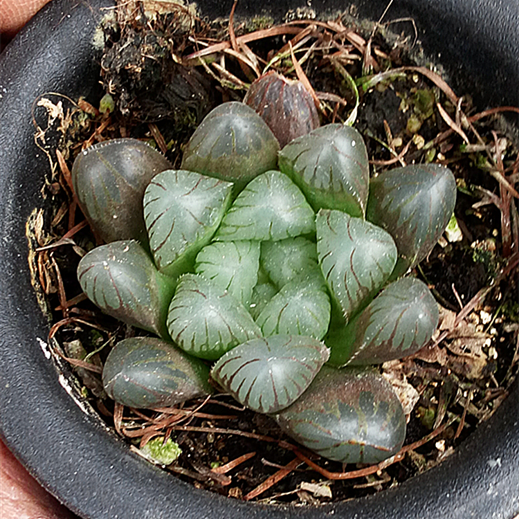 多肉植物 姬玉露 圆头玉露 帝玉露 冰灯玉露 水晶玉露 宫灯玉露