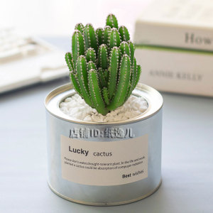 韩国金属罐盆栽多肉仙人掌
