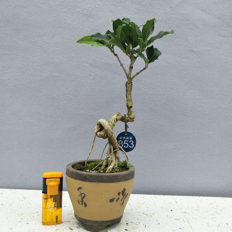 桂花盆景 桂花树桩微型盆栽 室内庭院高档绿植 金桂 丹桂 沉香桂