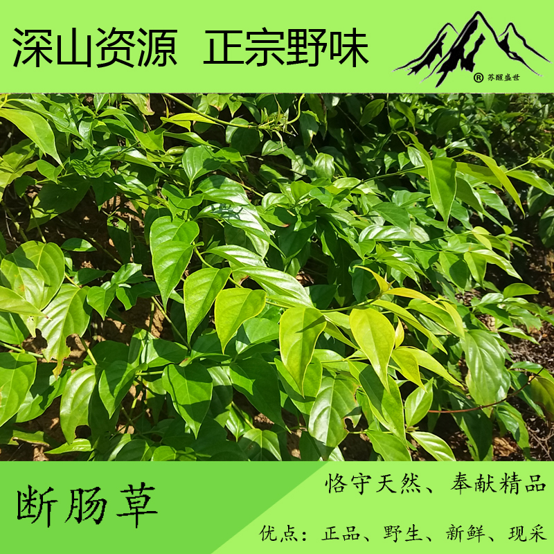 【满50元包邮】现采野生新鲜 断肠草 胡蔓藤 钩吻 大花药 500g