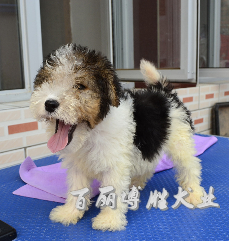 可爱小型犬宠物狗狗刚毛猎狐梗犬幼犬纯种保活签协议包退换活体公