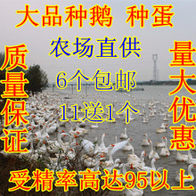 鹅蛋受精蛋扬州泰州皖西三花白鹅白狮头鹅浙东白鹅种蛋可孵化鹅苗