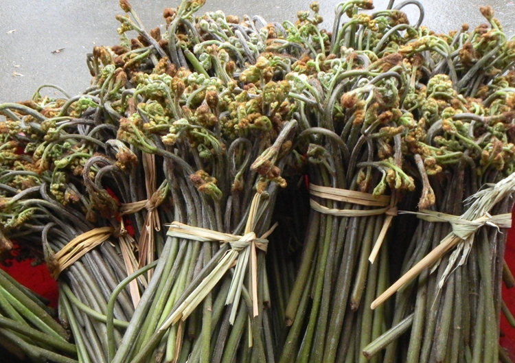 新鲜蕨菜撅菜阙菜生鲜蔬菜农家蔬菜野菜 野生厥菜龙爪