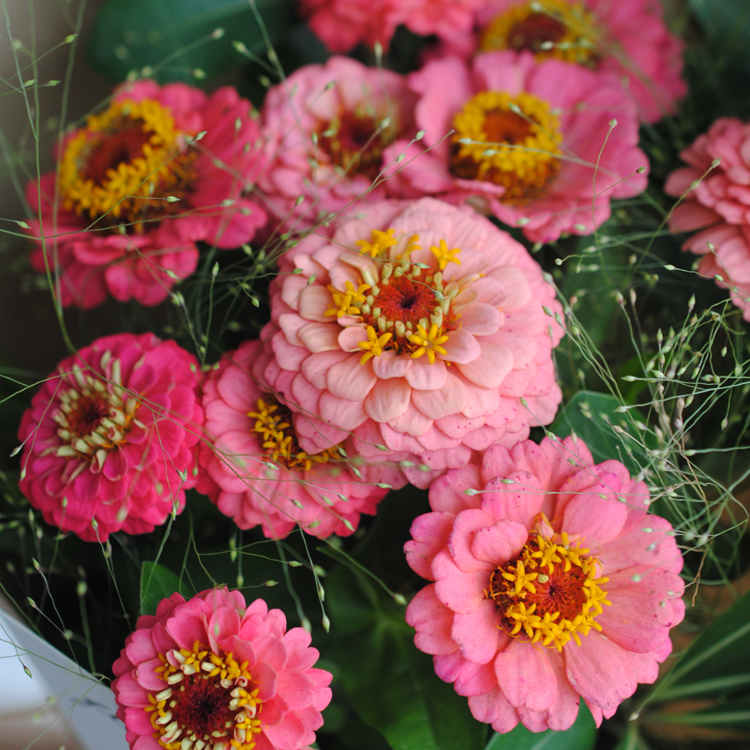 flowerlib植物图书馆全国杭州鲜花速递粉色百日草喷泉