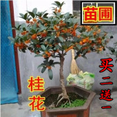 四季桂金桂丹桂沉香桂 桂花盆栽 包邮 地栽苗 嫁接桂花树苗 桂花苗