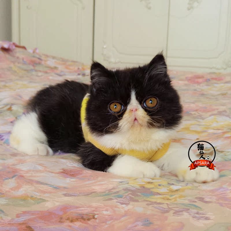 【已去新家】纯种加菲猫黑白色异国短毛猫活体宠物公小猫咪dd幼猫