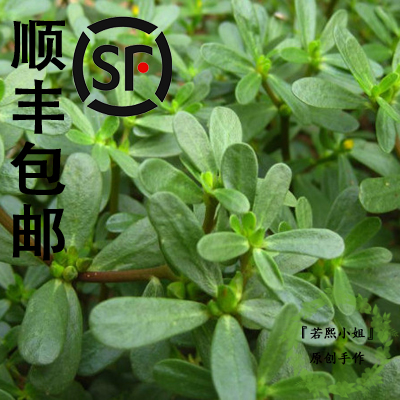 顺丰包邮新鲜野生马齿苋马齿菜蚂蚱菜长寿菜豆瓣草拍3斤装