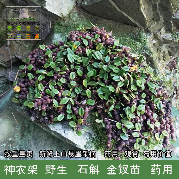 神农架 野生矮种羊奶石斛苗金钗盆栽绿植微景观新鲜移栽 2份包邮