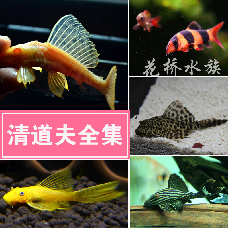 进口豹纹清道夫活体鱼缸清洁工具鱼红眼女王清道夫热带观赏鱼