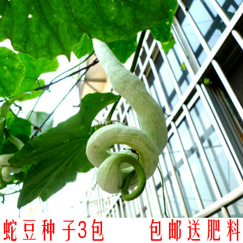 蛇瓜种子 蛇王瓜 蛇丝瓜 菜籽 室外室内阳台盆栽蔬菜种子 一袋4粒