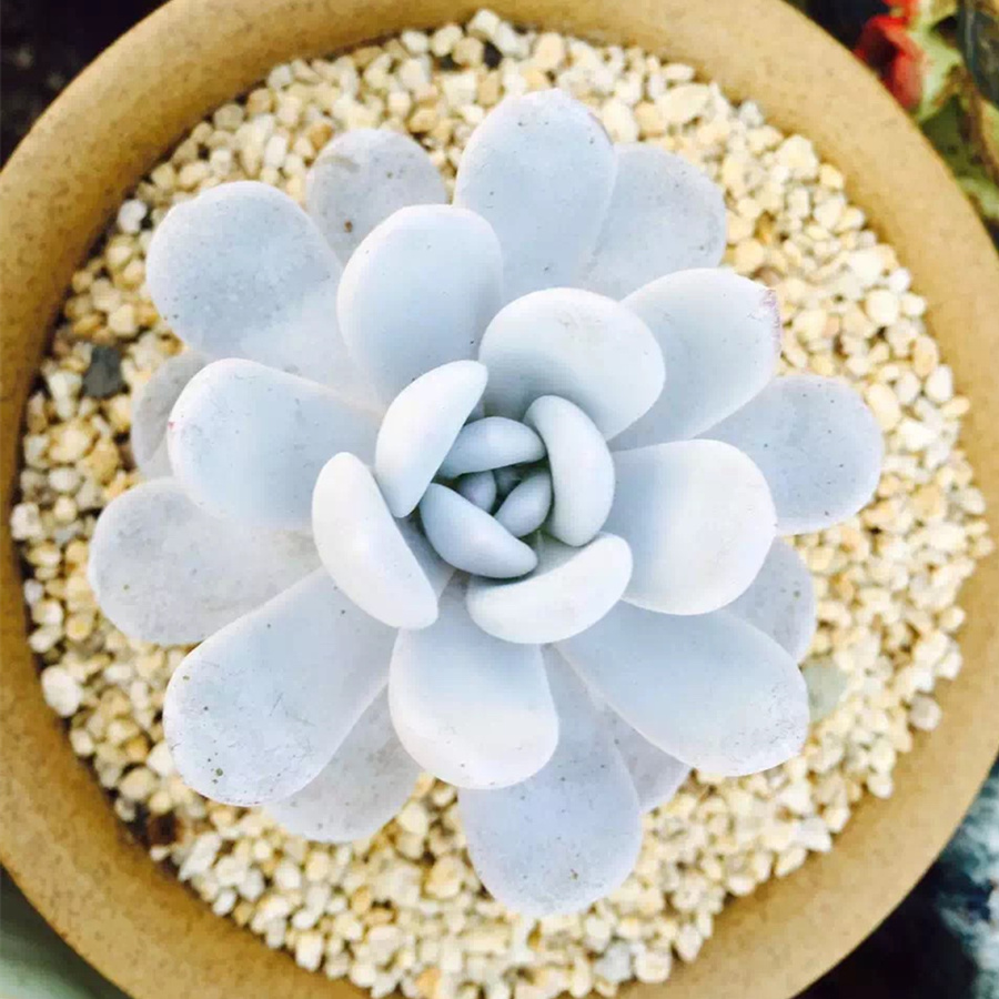 【雪莲】 雪莲 多肉植物景天科拟石莲花属雪莲进口多肉包邮