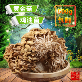 野生菌菇黄金鸡油菌干货 野生农家特产黄金菇 深山蘑菇500g包邮