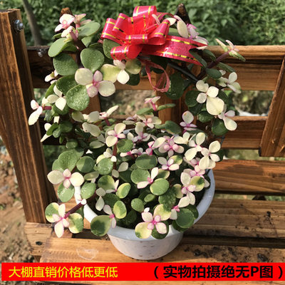 多肉植物盆栽金枝玉叶花篮造型老桩 雅乐之舞办公桌水培绿植盆景