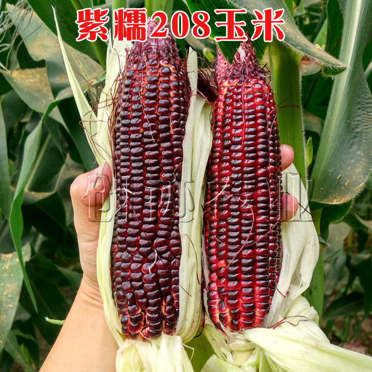 紫糯玉米种子 紫糯208鲜食玉米种子 糯苞米 旺源万紫紫红苞米种子