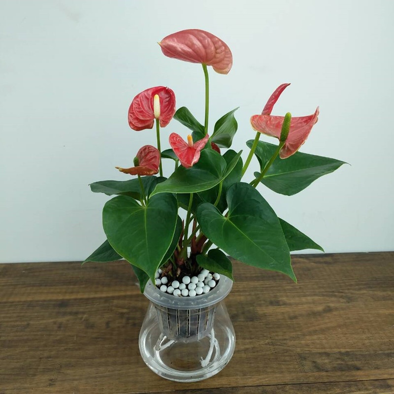 四季常青桌面水培植物红掌粉掌白掌花卉绿植盆栽一帆风顺带盆栽好