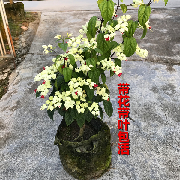 九龙吐珠盆栽 阳台庭院 龙吐珠 九龙吐珠苗 白红龙吐珠 带花包活