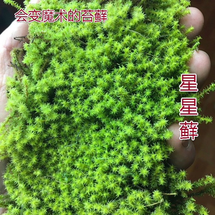 苔藓 微景观植物 新鲜优质活体青苔生态瓶diy造景材料小白发苔藓