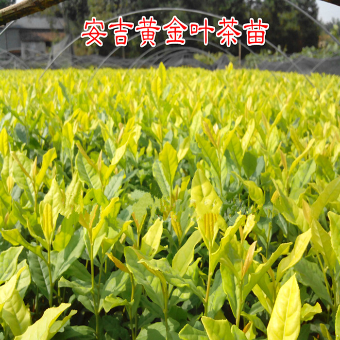 包邮龙井茶叶树苗碧螺春茶苗黄金芽茶树苗安吉白茶树苗茶树苗盆栽