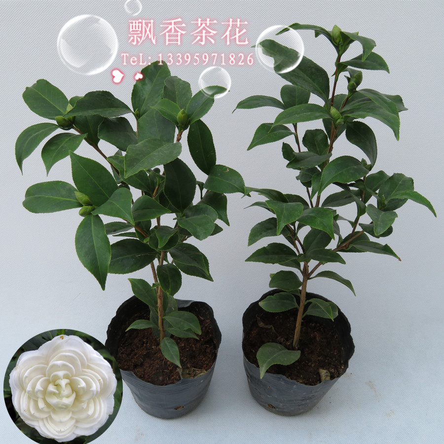 绿植盆栽茶花-观叶又观花的好品种-白锦辉-花开白色卷瓣白花