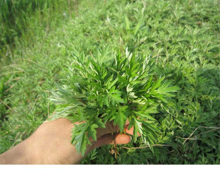 干蒿子青蒿野生蒿子蒿子粑材料池州发货