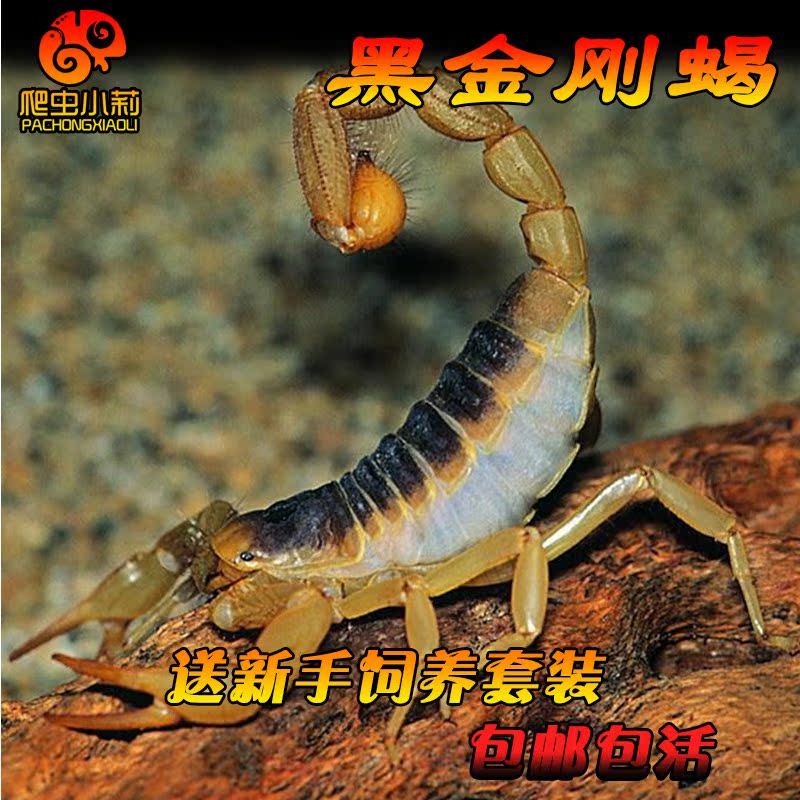 蝎子