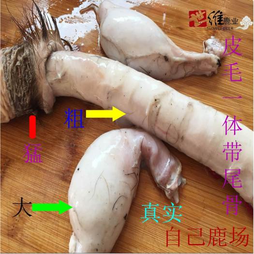 梅花鹿鞭整枝鹿鞭鹿鞭鲜鹿鞭梅花鹿鞭鹿鞭成年种鹿鹿鞭 包邮