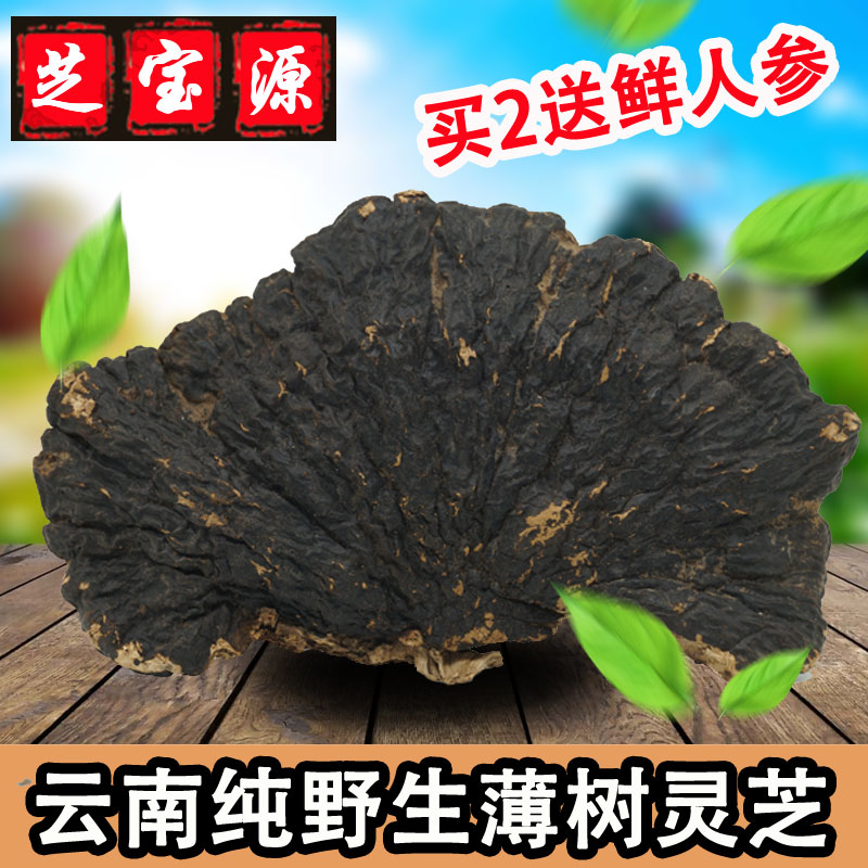 满元堂 薄树芝 野生薄树灵芝 野生灵芝 薄树层孔菌 薄树林芝 包邮