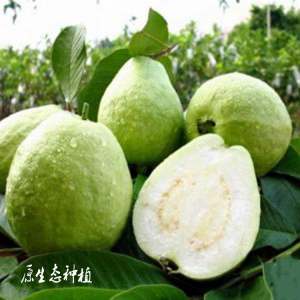 现摘现发番石榴台湾珍珠芭乐农家特产5斤装新鲜水果清脆香甜包邮_Q友网