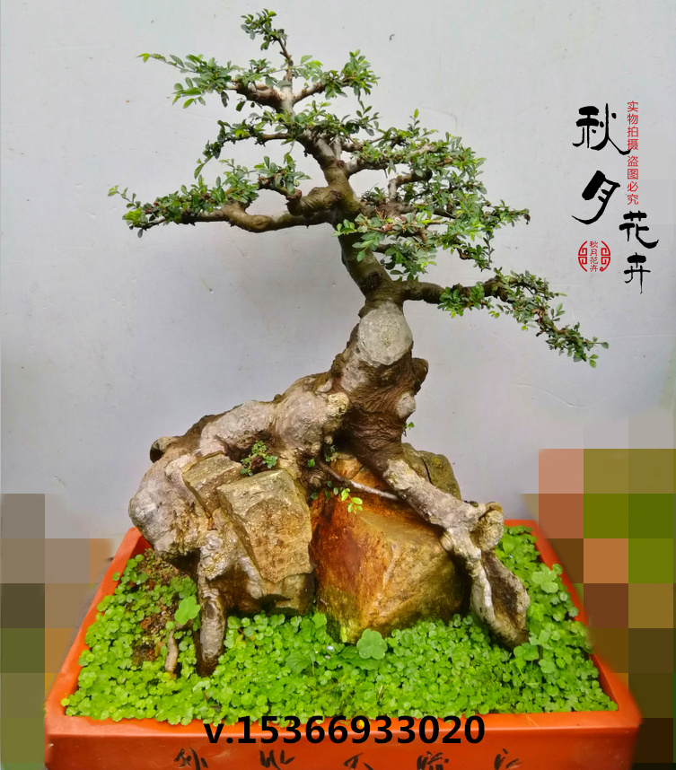 高档榆树盆景树桩 附石小叶榆树古桩盆景实物 小叶榔榆盆景 包邮图片