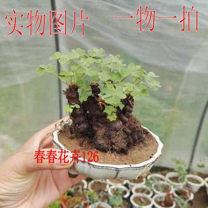 红花醡浆草紫叶醡浆草球根根茎杂酱草三叶草苗幸运草盆栽春季开花