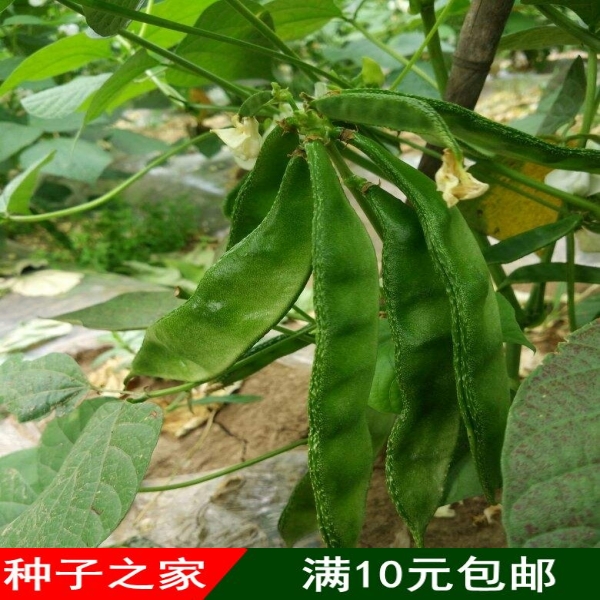 春季蔬菜绿眉豆扁豆种子新手室内阳台四季盆栽藤蔓豆角植物菜种子