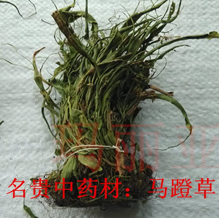 中药材 马蹬草 过桥草 还阳草 小石韦 正品野生马蹬草