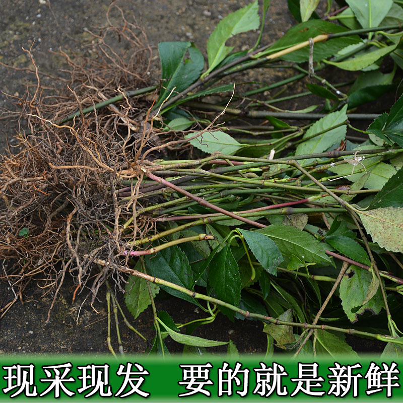 新鲜肿节风 草珊瑚 九节风 九节茶 野生中药材500g包邮