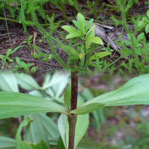 云南思茅 野生滇龙胆草