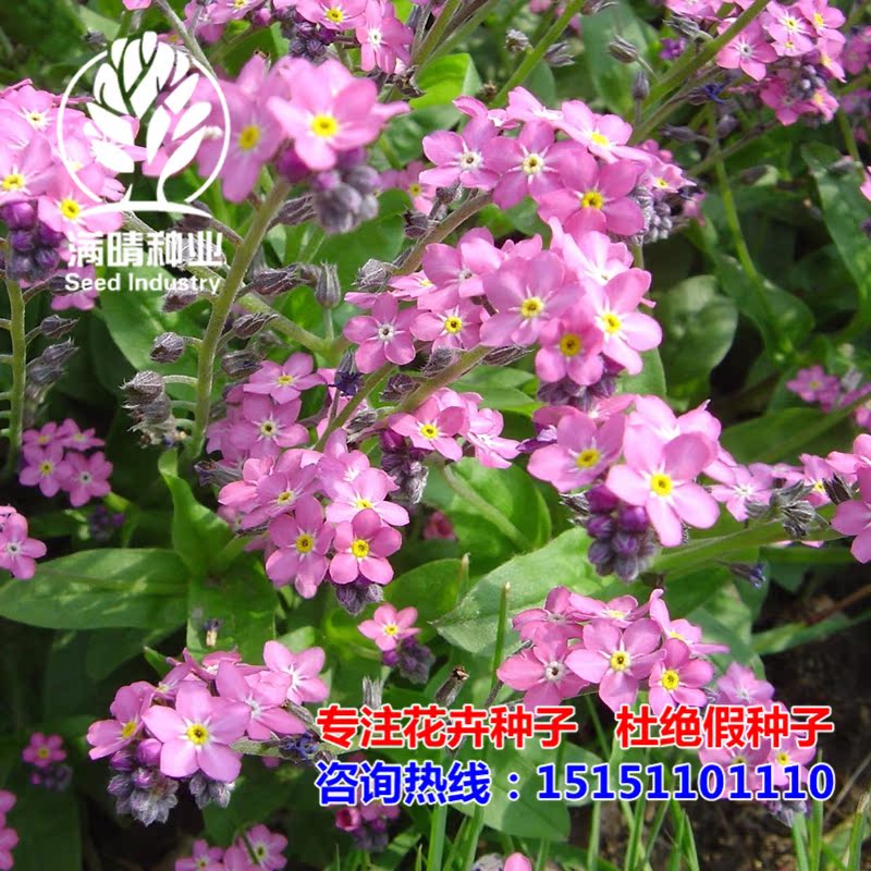 勿忘我多年生宿根花卉花草种子四季播种庭院花海景观开花植物种子