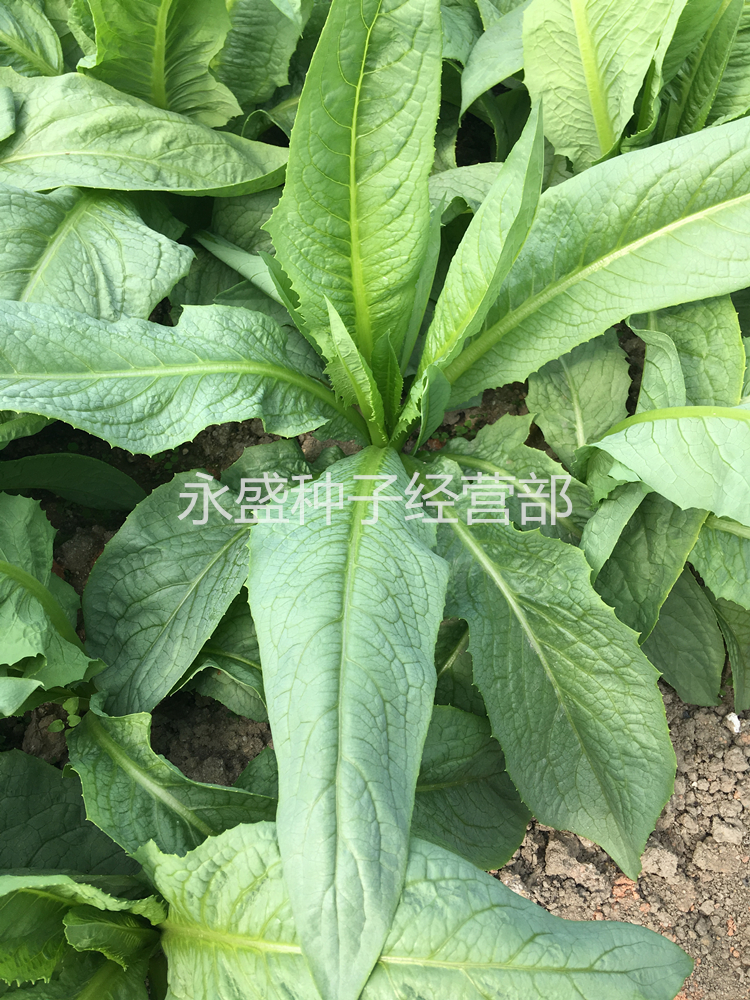 尖叶八甲唛菜种子 苦麻菜苦唛菜四季播 蔬菜种子 尖叶