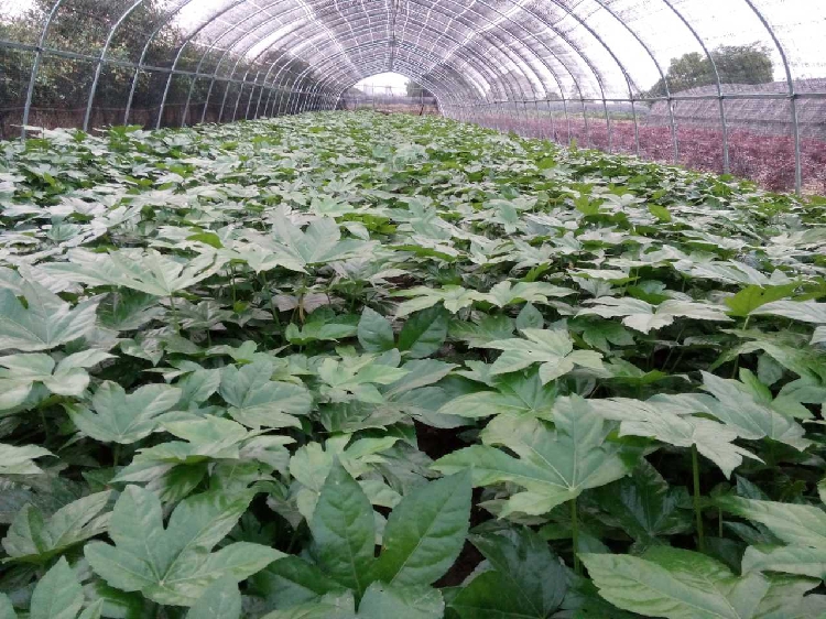 八角金盘树苗八角树盆栽耐阴好养净化空气吸甲醛植物耐寒庭院四季