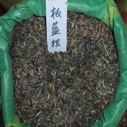 批发出售药材种 板蓝根种子别名靛青根蓝靛根、大青根药用价值高