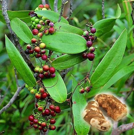 新鲜野生现采草药 土茯苓 硬饭头 光菝葜 1500克
