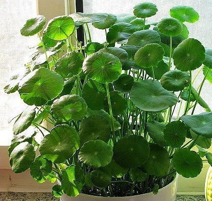水培植物 铜钱草 金钱草办公室桌面盆栽花卉室内绿植净化空气