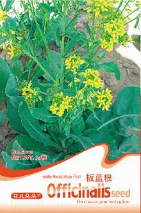 板蓝根种子 阳台盆栽花卉种子 中草药系列 H 原包装