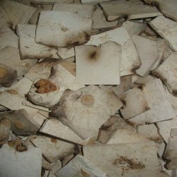 中药材 特价 茯神 25G