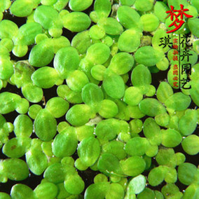 正品[小浮萍]小浮萍怎么养评测 浮萍是什么意思