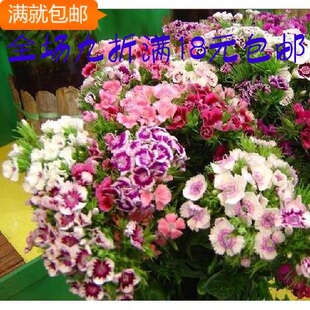 种子 石竹梅 1元30粒 花卉种子 5元200粒 花