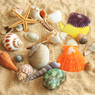 海洋系列各种样式天然小贝壳时尚摆件鱼缸花瓶居家装饰品齐全批发