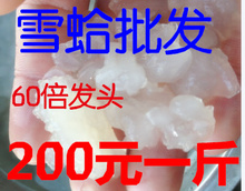 200一斤甜品店木瓜炖雪蛤 养殖雪蛤膏 包邮 雪蛤净油足干 餐饮专用