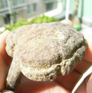 云南丽江 纯野生灵芝 50克  去湿 可打灵芝粉  特价推广