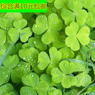 阳台植物香草幸运草【幸运草种子100粒】三叶草好种易活