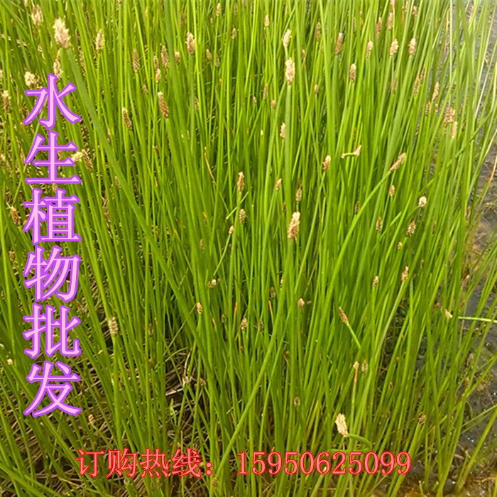 灯芯草 盆栽植物 龙须草绿植植物 水生植物 池塘 河道绿化灯心草