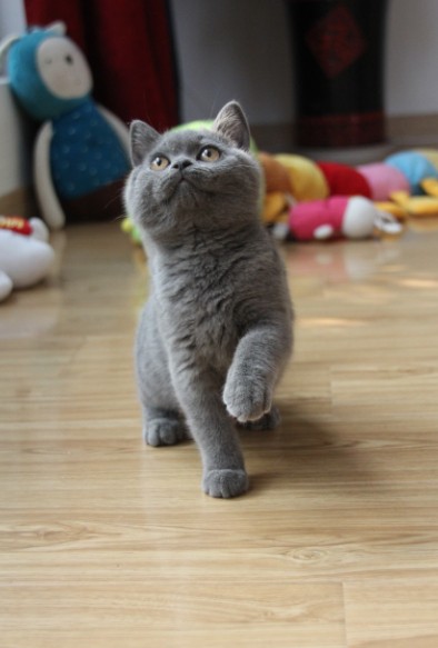 英国短毛猫/英短蓝猫/蓝猫宝宝/猫/cat/纯种猫/宠物猫